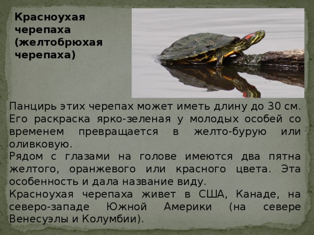 Какой тип развития характерен для черепахи. Красноухая Болотная черепаха. Красноухая черепаха информация. Сообщение о красноухой черепахе. Презентация про красноухих черепах.