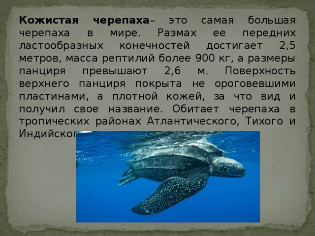 На рисунке изображены дельфин и черепаха длина черепахи равна 80 см какова примерная длина дельфина