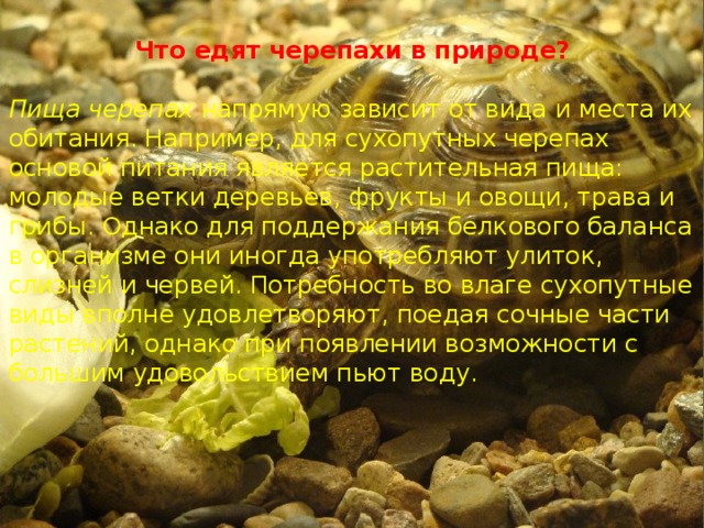 Что едят черепахи в природе?  Пища черепах  напрямую зависит от вида и места их обитания. Например, для сухопутных черепах основой питания является растительная пища: молодые ветки деревьев, фрукты и овощи, трава и грибы. Однако для поддержания белкового баланса в организме они иногда употребляют улиток, слизней и червей. Потребность во влаге сухопутные виды вполне удовлетворяют, поедая сочные части растений, однако при появлении возможности с большим удовольствием пьют воду. 