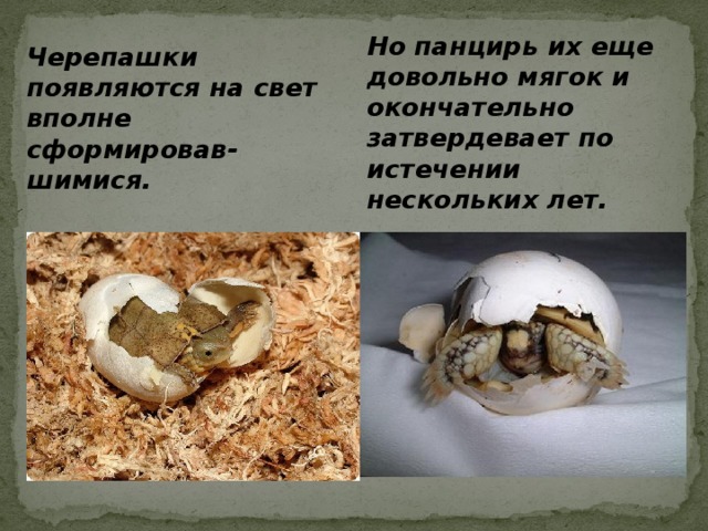 Но панцирь их еще довольно мягок и окончательно затвердевает по истечении нескольких лет.                                          Черепашки появляются на свет вполне сформировав-шимися. 