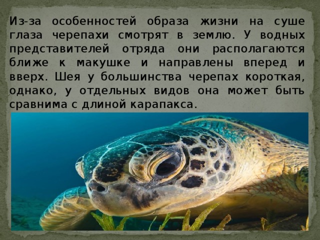 Из-за особенностей образа жизни на суше глаза черепахи смотрят в землю. У водных представителей отряда они располагаются ближе к макушке и направлены вперед и вверх. Шея у большинства черепах короткая, однако, у отдельных видов она может быть сравнима с длиной карапакса. 