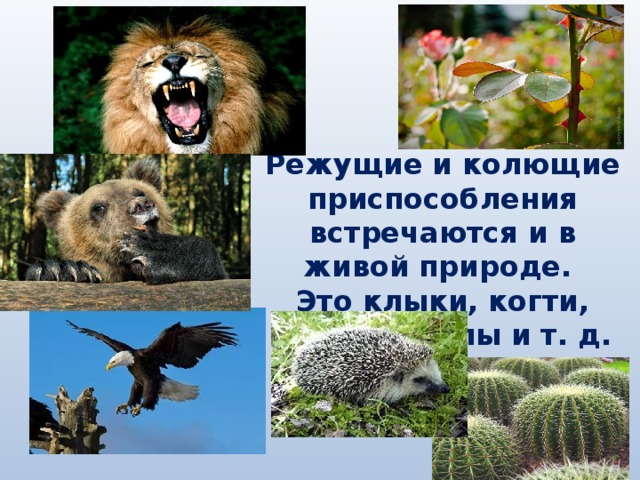 Описание живой природы. Приспособление к живой природе. Какие колющие и режущие приспособления встречаются в живой природе. Главное в живой природе это. Звуки живой природы примеры.