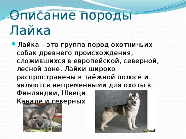 Лайки текст нкей. Рассказ о породе собак лайка 2. Рассказ о породе лайка 2 класс. Рассказ про породу лайку. Рассказ о породе собак лайка.