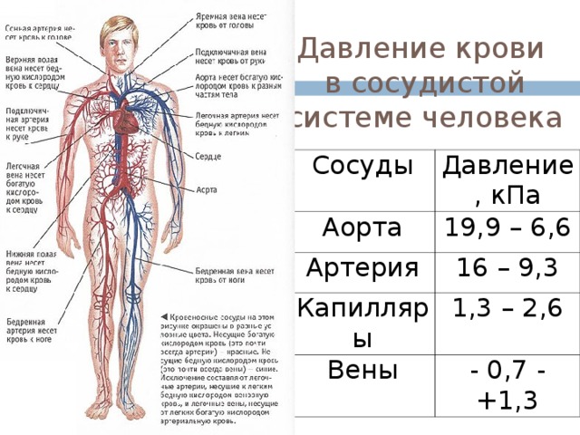 Давление крови  в сосудистой системе человека Сосуды Давление, кПа Аорта 19,9 – 6,6 Артерия 16 – 9,3 Капилляры 1,3 – 2,6 Вены - 0,7 - +1,3 