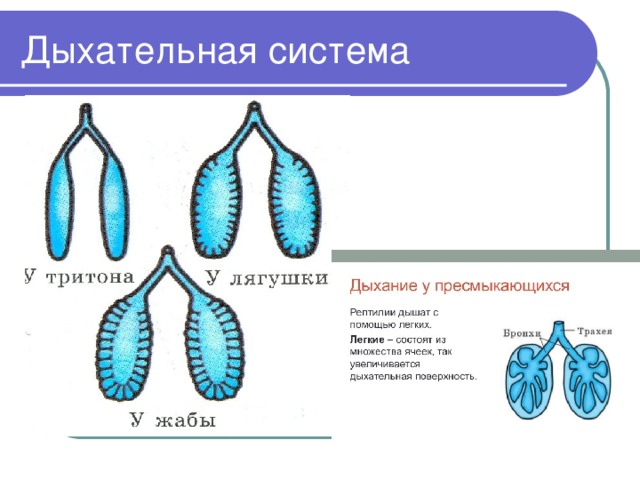 Дыхание рептилий и амфибий