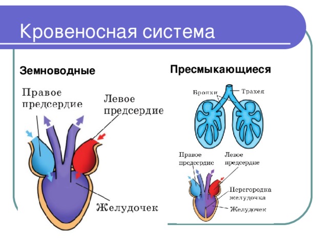 Сердце пресмыкающихся отличается от сердца земноводных. Строение кровеносной системы рептилий схема. Строение сердца пресмыкающихся. Пресмыкающиеся кровеносная система 7 класс.