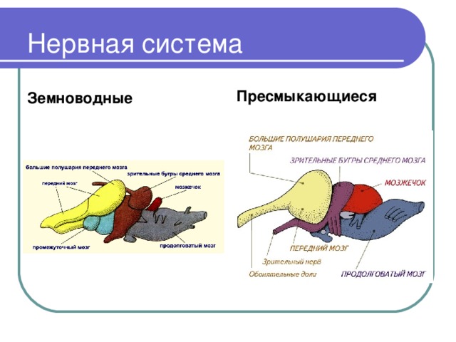 Мозг земноводных схема