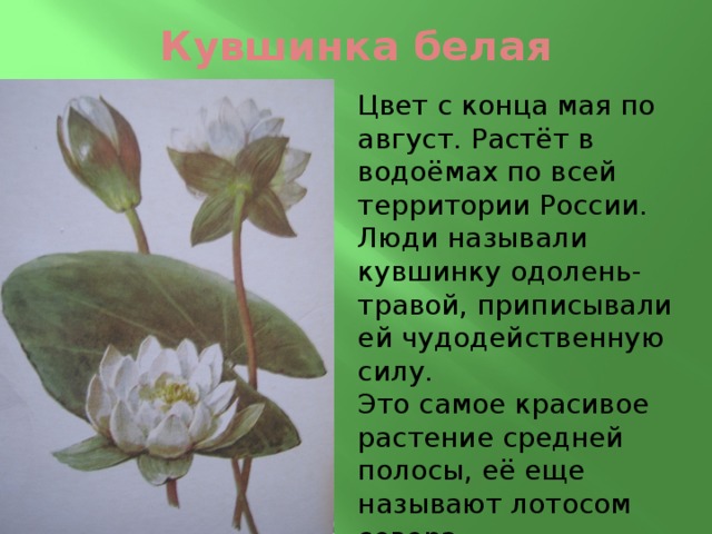 Кувшинка белая Цвет с конца мая по август. Растёт в водоёмах по всей территории России. Люди называли кувшинку одолень-травой, приписывали ей чудодейственную силу. Это самое красивое растение средней полосы, её еще называют лотосом севера. 