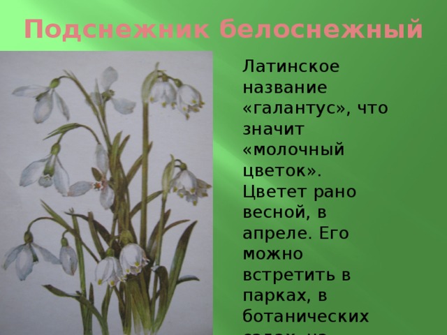 Подснежник белоснежный Латинское название «галантус», что значит «молочный цветок». Цветет рано весной, в апреле. Его можно встретить в парках, в ботанических садах, на цветниках и каменистых горках. 