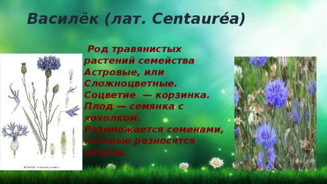 Василёк (лат. Centauréa)  Род травянистых растений семейства Астровые, или Сложноцветные.  Соцветие — корзинка. Плод — семянка с хохолком. Размножается семенами, которые разносятся ветром.   