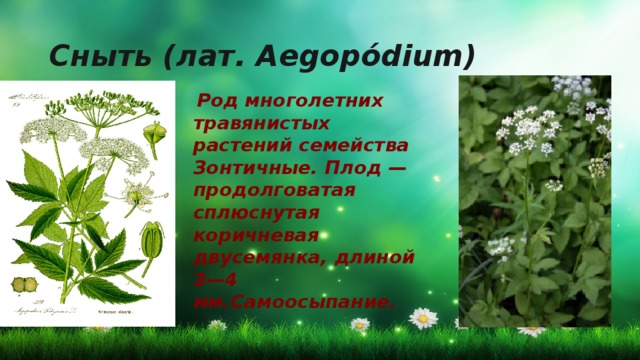 Сныть (лат. Aegopódium)  Род многолетних травянистых растений семейства Зонтичные. Плод — продолговатая сплюснутая коричневая двусемянка, длиной 3—4 мм.Самоосыпание.  
