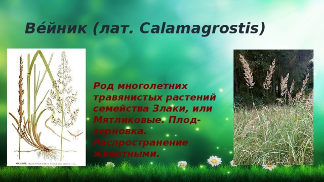 Ве́йник (лат. Calamagrostis) Род многолетних травянистых растений семейства Злаки, или Мятликовые. Плод-зерновка. Распространение животными.  