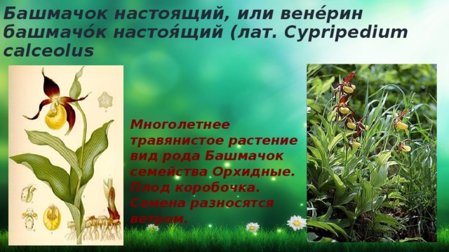 Башмачок настоящий, или вене́рин башмачо́к настоя́щий (лат. Cypripedium calceolus Многолетнее травянистое растение вид рода Башмачок семейства Орхидные. Плод коробочка. Семена разносятся ветром. 