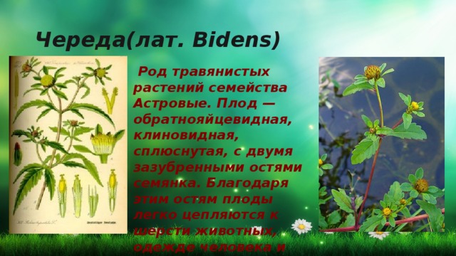 Череда(лат. Bidens)  Род травянистых растений семейства Астровые. Плод — обратнояйцевидная, клиновидная, сплюснутая, с двумя зазубренными остями семянка. Благодаря этим остям плоды легко цепляются к шерсти животных, одежде человека и переносятся на большие расстояния.  