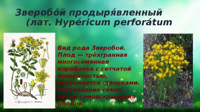 Зверобо́й продыря́вленный     (лат. Hypéricum perforátum  Вид рода Зверобой. Плод — трёхгранная многосемянная коробочка с сетчатой поверхностью, открывается створками. Рассеивание семян путём самовскрывания плодов. 