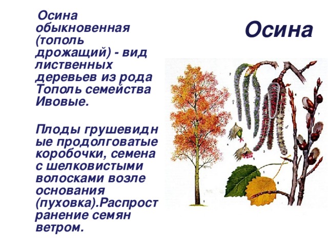 Осина фото дерева и листьев и плодов и семян