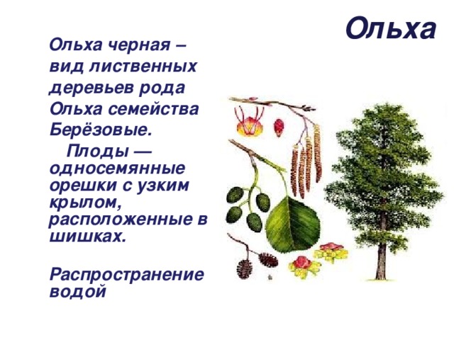 Ольха  Ольха черная – вид лиственных деревьев рода Ольха семейства Берёзовые.  Плоды — односемянные орешки с узким крылом, расположенные в шишках.  Распространение водой 