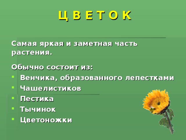 Органы растений 6 класс биология презентация