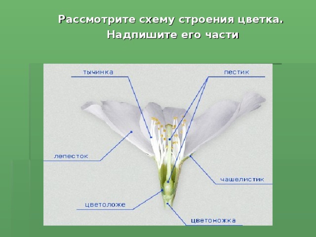 Лилия схема цветка