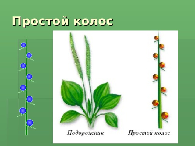 Примеры растений с типом соцветия простой колос