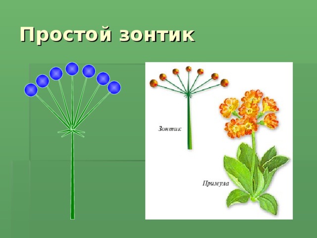 Простой зонтик растения. Строение соцветия зонтик. Растения с соцветием зонтик. Биология соцветие зонтик. Строение соцветия сложный зонтик.