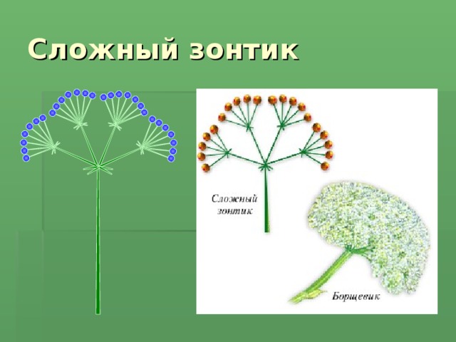 Соцветие зонтик. Сложный зонтик. Сложный зонтик растения. Сложный зонтик цветок. Зонтик и сложный зонтик.