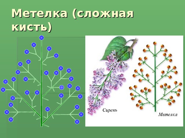 Метелка примеры