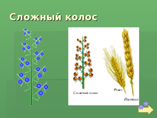 Схема соцветия колос