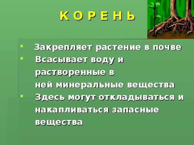 Органы растений 6 класс