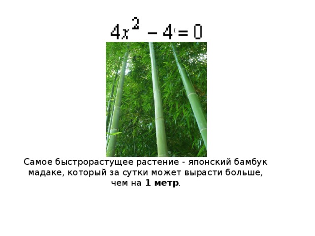  ( Самое быстрорастущее растение - японский бамбук мадаке, который за сутки может вырасти больше, чем на 1 метр . 