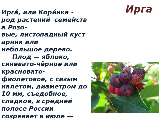 Ирга чем полезна и вредна. Ирга ягода. Ирга дерево с плодами. Что полезного в ирге.