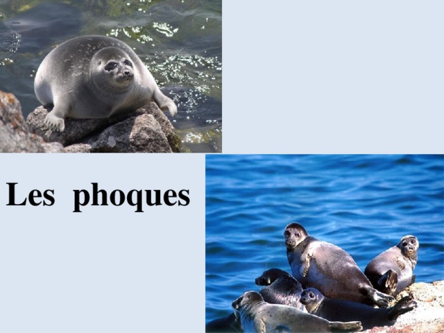 Les phoques 