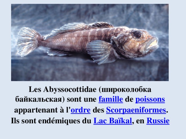 Les Abyssocottidae (широколобка байкальская) sont une  famille  de  poissons   appartenant à l' ordre  des  Scorpaeniformes . Ils sont endémiques du  Lac Baïkal , en  Russie 