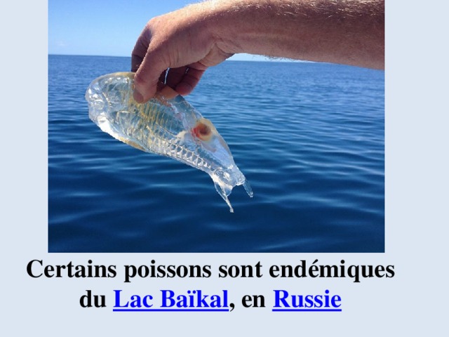Сertains poissons sont endémiques du  Lac Baïkal , en  Russie 