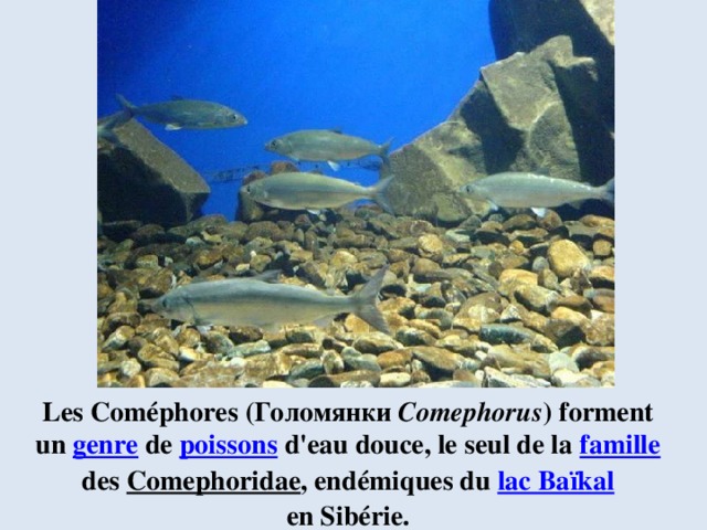 Les Coméphores (Голомянки Comephorus ) forment un  genre  de  poissons  d'eau douce, le seul de la  famille   des  Comephoridae , endémiques du  lac Baïkal   en Sibérie. 