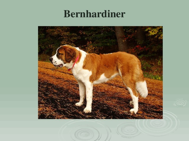 Bernhardiner   