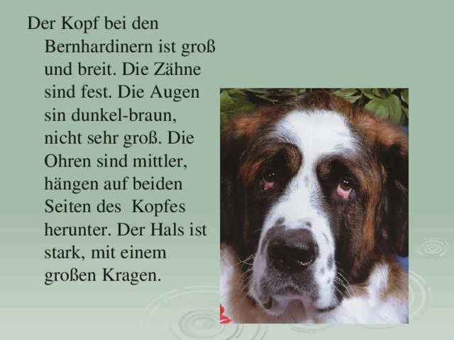 Der Kopf bei den Bernhardinern ist groß und breit. Die Zähne sind fest. Die Augen sin dunkel-braun, nicht sehr groß. Die Ohren sind mittler, hängen auf beiden Seiten des Kopfes herunter. Der Hals ist stark, mit ein em großen Kragen. 