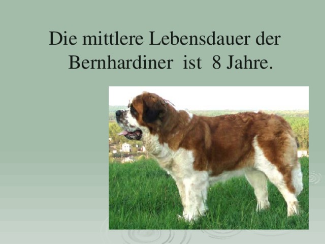 Die mittlere Lebensdauer der Bernhardiner ist 8 Jahre. 