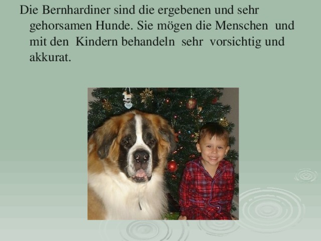 Die Bernhardiner sind die ergebenen und sehr gehorsamen Hunde. Sie mögen die Menschen und mit den Kindern behandeln sehr vorsichtig und akkurat. 
