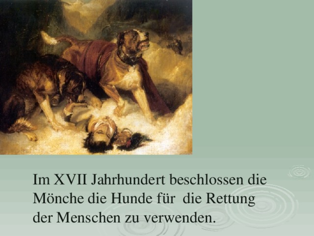 Im XVII Jahrhunde rt beschlossen die Mönche die Hunde für die Rettung der Menschen zu verwenden. 