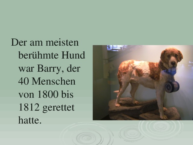 Der am meisten berühmte Hund war Barry, der 40 Menschen von 1800 bis 1812 gerettet hatte. 