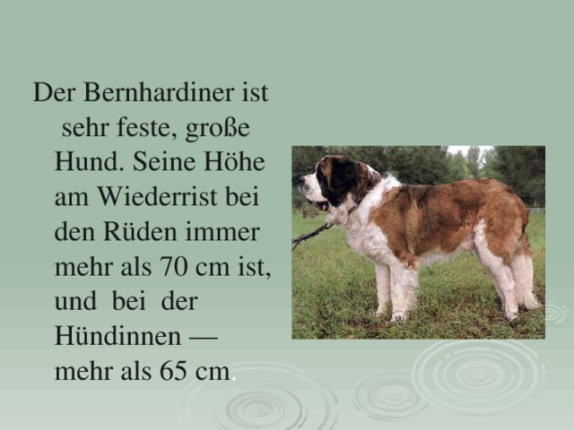 Der Bernhardiner ist sehr feste, große Hund. Seine Höhe am Wiederrist bei den Rüden immer mehr als 70 cm ist, und bei der Hündinnen — mehr als 65 cm . 