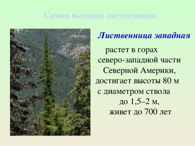 Какой высоты вырастают. Самая высокая лиственница. Лиственница высота. Лиственница диаметр ствола. Лиственница диаметры с высотами.