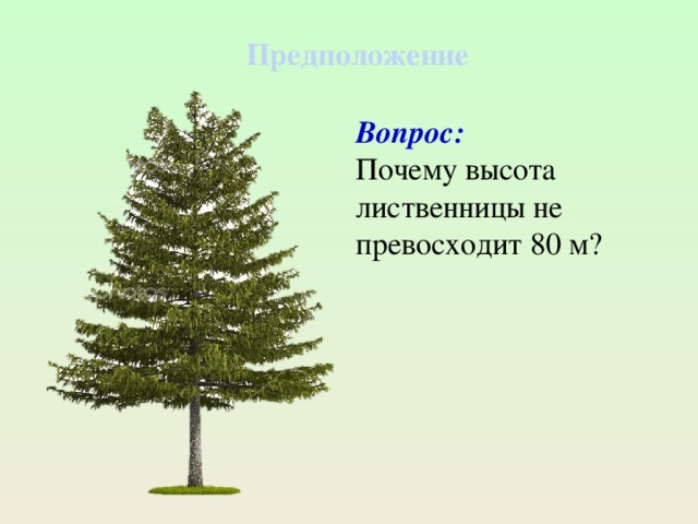 Бел высота. Лиственница высота. Диаметр лиственницы. Лиственница диаметры с высотами. Лиственница диаметр кроны.