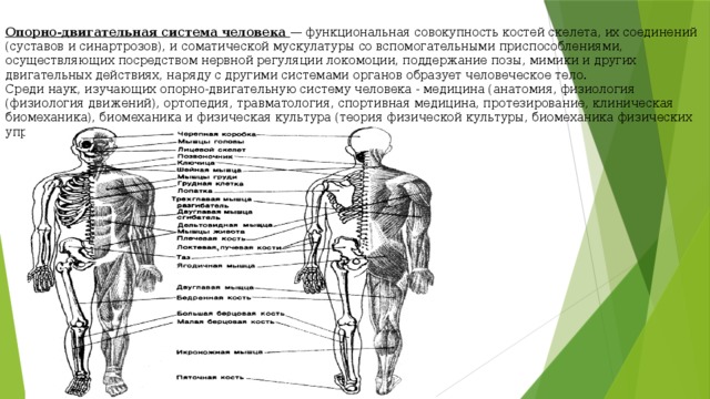   Опорно-двигательная система человека — функциональная совокупность костей скелета, их соединений (суставов и синартрозов), и соматической мускулатуры со вспомогательными приспособлениями, осуществляющих посредством нервной регуляции локомоции, поддержание позы, мимики и других двигательных действиях, наряду с другими системами органов образует человеческое тело.  Среди наук, изучающих опорно-двигательную систему человека - медицина (анатомия, физиология (физиология движений), ортопедия, травматология, спортивная медицина, протезирование, клиническая биомеханика), биомеханика и физическая культура (теория физической культуры, биомеханика физических упражнений).    