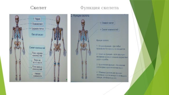 Скелет Функция скелета 