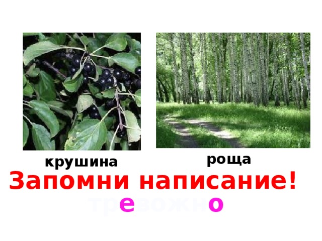 роща крушина Запомни написание! тр е вожн о 