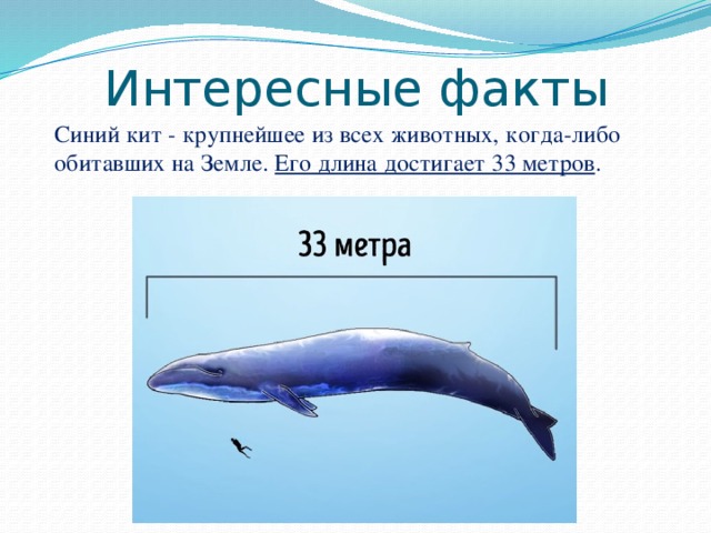 Масса синего кита достигает. Сколько весит синий кит длина. Максимальная длина синего кита. Синий кит Размеры. Голубой кит Размеры.