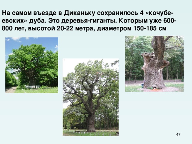 На самом въезде в Диканьку сохранилось 4 «кочубе-  евских» дуба. Это деревья-гиганты. Которым уже 600-  800 лет, высотой 20-22 метра, диаметром 150-185 см  