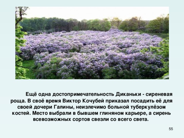  Ещё одна достопримечательность Диканьки - сиреневая роща. В своё время Виктор Кочубей приказал посадить её для своей дочери Галины, неизлечимо больной туберкулёзом костей. Место выбрали в бывшем глиняном карьере, а сирень всевозможных сортов свезли со всего света.  